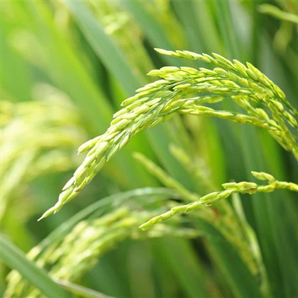 निकलोसामाइड 70 WP